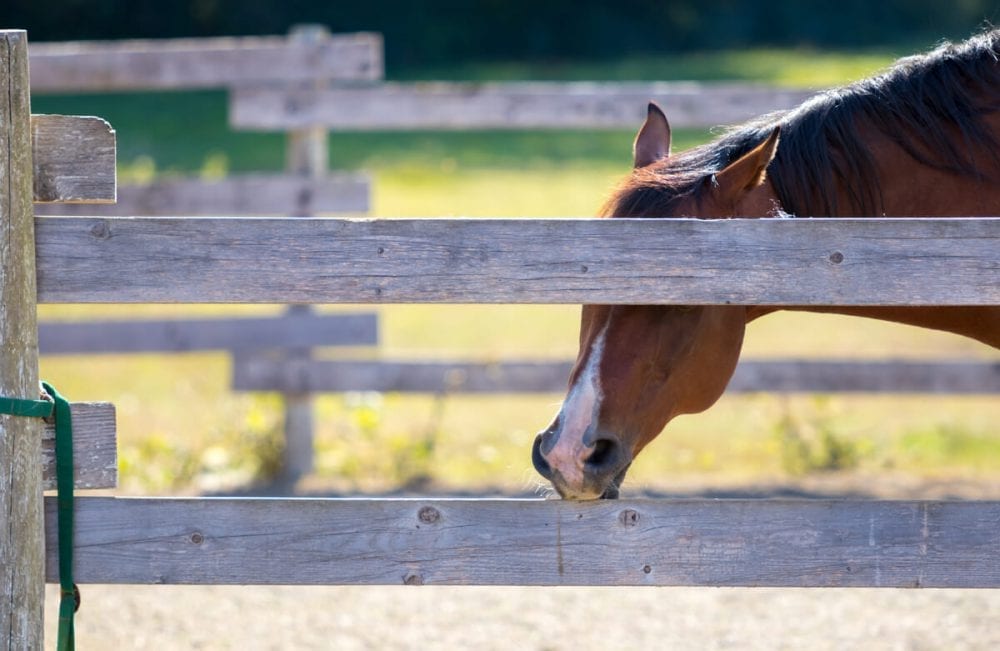 Helping Your Cribber to Call It Quits Wellpride