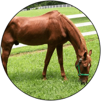 Rescue horse Charger saved with help from Wellpride fish oil