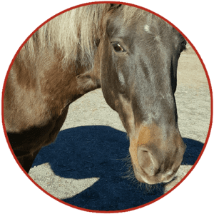 Wellpride equine fish oil supplement for hooves