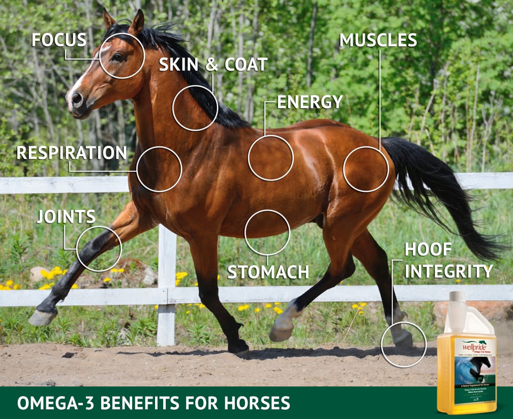 Omega 3 benefits for horses