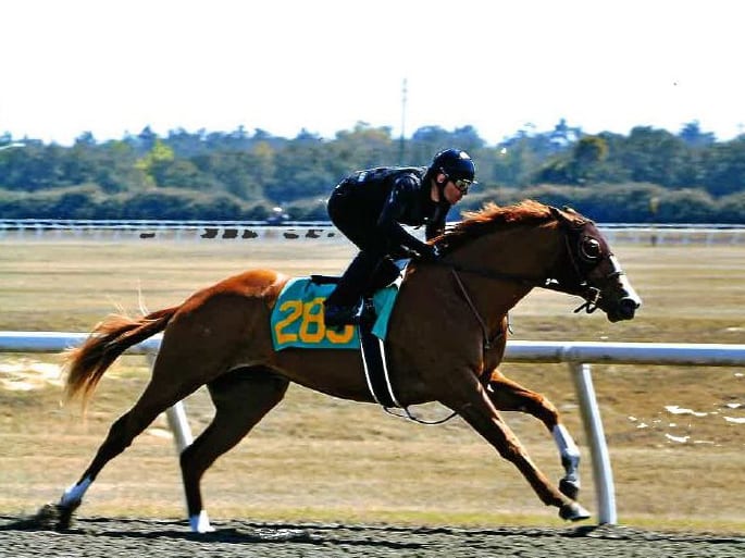 Chrisholm OTTB racehorse