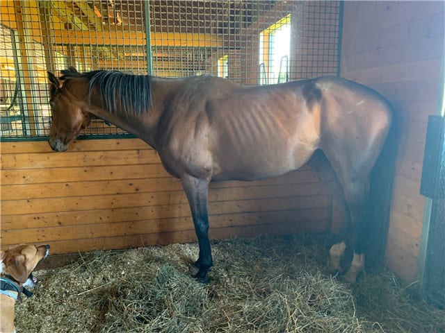 Golden Annie | Rescue Horse