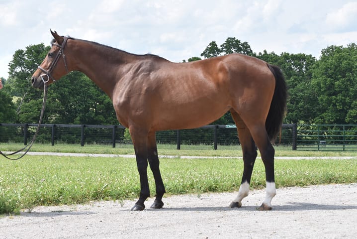 Golden Annie after 60 days of Wellpride supplementation.