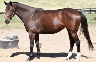 Golden Annie | OTTB Rescue Horse