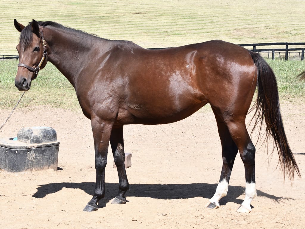 Golden Annie | OTTB Rescue Horse