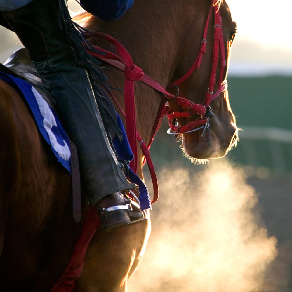 Omega-3 for horses with heaves