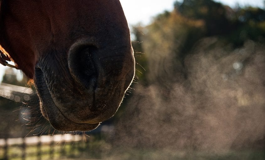 Omega-3s and Equine Asthma