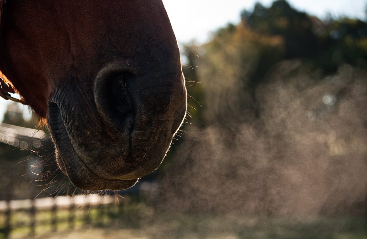 Omega-3s and Equine Asthma