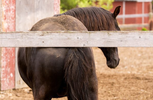 What's a good omega-3 source for horses with allergies?