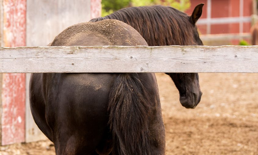 What's a good omega-3 source for horses with allergies?