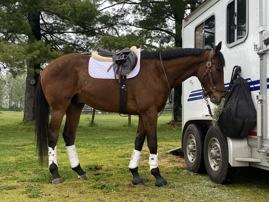 Thoroughbred coat health, before picture