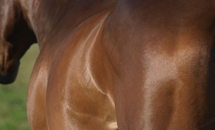 Horse with shiny coat