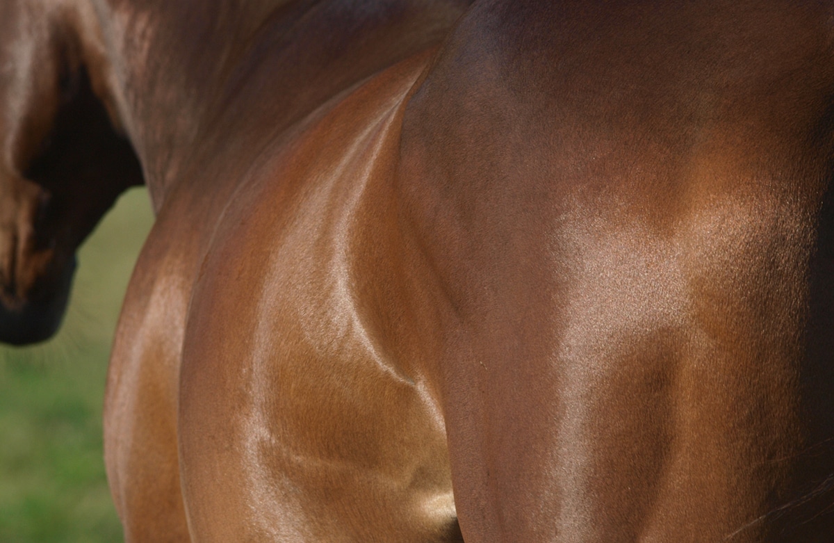 Horse with shiny coat